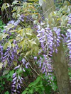 Wisteria1.jpg