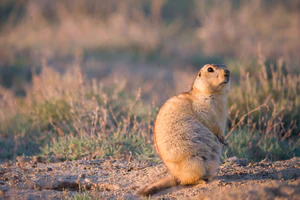 Желтый суслик на закате у норы.jpg