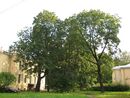 Санкт-Петербург. Комплекс Орлово-Новосильцевской богадельни. Сад.jpg