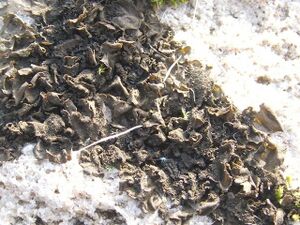 A lichen - Collema flaccidum - geograph.org.uk - 1057723.jpg