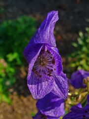 Aconitum carmichaelii var. wilsonii 004.JPG