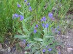 Anchusa azurea habito.jpg