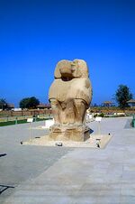 AshmuneinBaboon.jpg