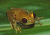 Boophis viridis01.jpg