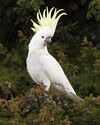 Cacatua galerita 2 - Austin's Ferry.jpg
