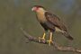 Caracara cheriway Roma TX.jpg