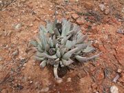 Cheiridopsis denticulata 2457.jpg