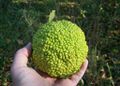 Osage orange 1.jpg