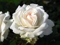 Rosa 'Kosmos' 01.jpg