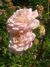 Rosa Abraham Darby.JPG