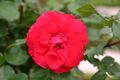 Rose La Sevillana 20070601.jpg