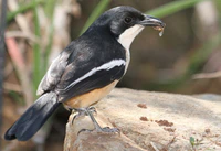 Southern Boubou (Laniarius ferrugineus).jpg
