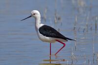 Stelzenläufer (Himantopus himantopus).jpg