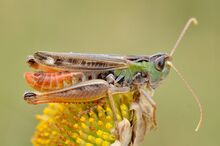 Stenobothrus nigromaculatus male (9563596019).jpg