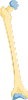 Thigh bone - Femur 1 -- Smart-Servier.png