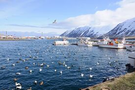 2014-04-29 11-04-49 Iceland - Siglufirði Siglufjörður.JPG