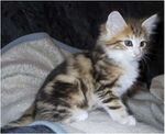 8 month old Norwegian Forest Cat.jpg
