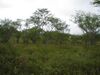 Caatinga.jpg
