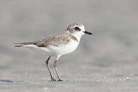 Charadrius mongolus - Laem Pak Bia.jpg