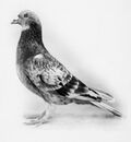 Commando pigeon hu 61413.jpg