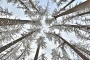 Crowns of Siberian larch in winter.jpg