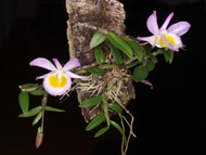 Dendrobium loddigesii