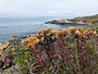 Dudleya is a genus of succulent perennials, seen here in Harmony Headlands State Park 23 July 2011.jpg