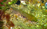 Gobius xanthocephalus.JPG