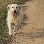 Golden retriever running on a dirt road.jpg