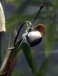 Greater Rufous-headed Parrotbill - Eaglenest Wildlife Sanctuary - Arunachal Pradesh, India.jpg