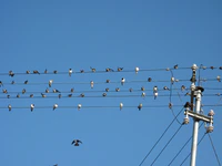 Jiřička obecná na drátech (001).JPG