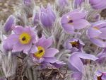 Pulsatilla grandis1.jpg