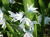 Puschkinia scilloides1.jpg