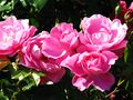 Rosa 'Deborah' 01.jpg
