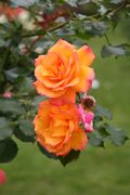 Rose Sahara 20070601 3.jpg