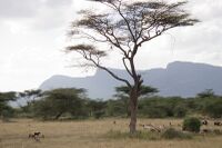 Shaba reserve Kenya mountains.jpg