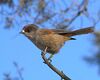 Siberian Jay Kittila 20100312.jpg