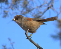 Siberian Jay Kittila 20100312.jpg