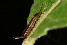 Skogsaksedyr (Chelidurella acanthopygia) (4907330619).jpg