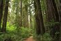 Stout Memorial Grove in Jedediah Smith Redwoods State Park in 2011 (16).JPG