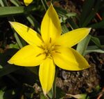 Tulipa urumiensis 1.JPG