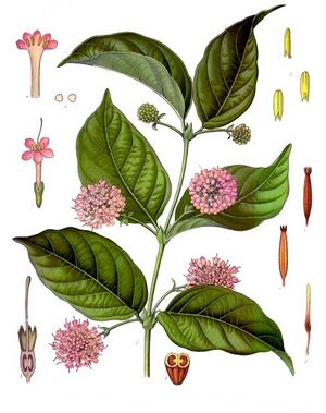 Uncaria gambir - Köhler–s Medizinal-Pflanzen-275.jpg