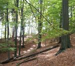 České Švýcarsko, bučina.jpg