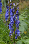 Aconitum napellus subsp. vulgare.jpg