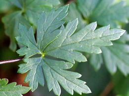 Aconitum variegatum ENBLA02.jpg