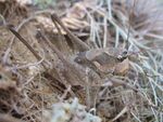 Anadrymadusa retowskii female.JPG