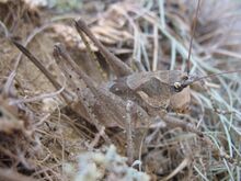 Anadrymadusa retowskii female.JPG