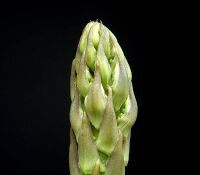 Asparagus officinalis ies.jpg