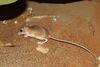 Cheesman's Gerbil.JPG