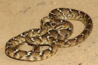 Common Cat Snake( Boiga trigonata).jpg